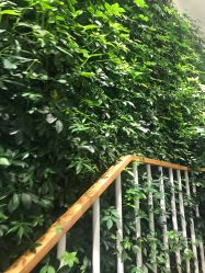 -悦诗风吟innisfree