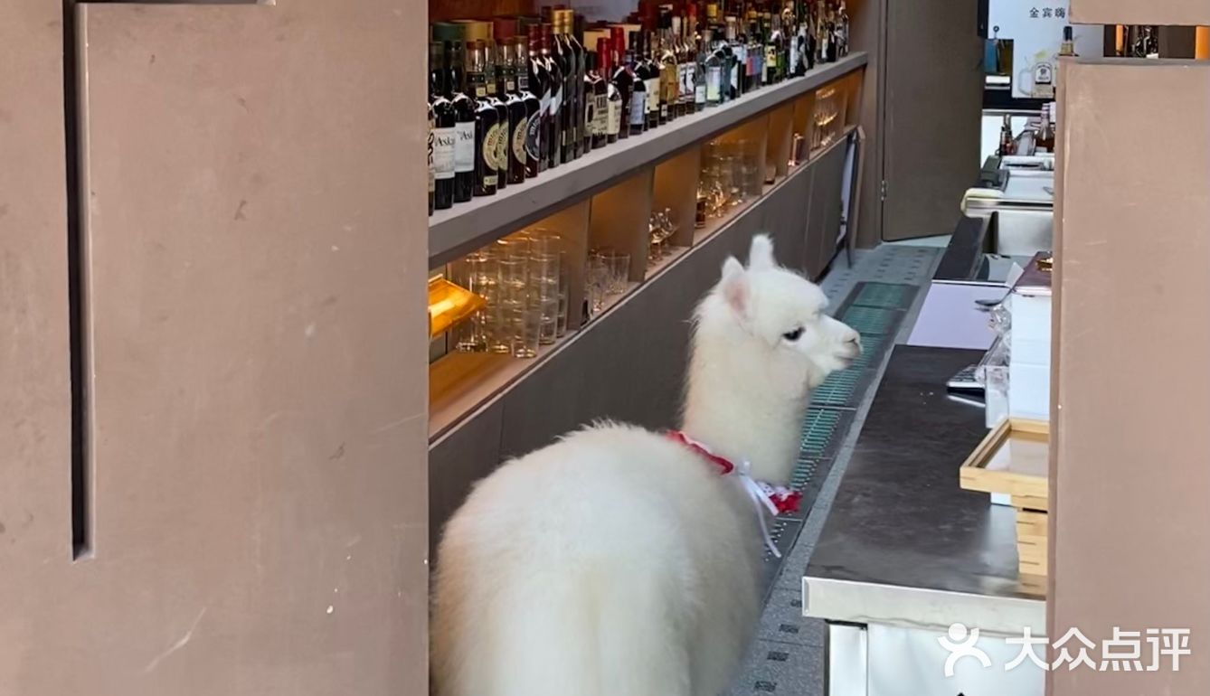 超级可爱的羊驼宝宝🦙喝杯咖啡☕️就能撸羊驼不香吗？