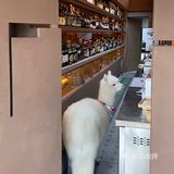 超级可爱的羊驼宝宝🦙喝杯咖啡☕️就能撸羊驼不香吗？