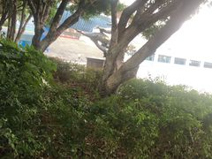 -星城之眼摩天轮