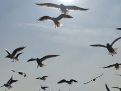 -长广溪湿地公园