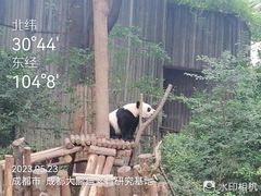 -成都大熊猫繁育研究基地
