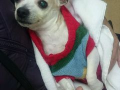 -爱侣宠医·鹦鹉专科·小型哺乳类·异宠专科(灵石路店)