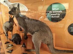 -墨尔本博物馆(Melbourne Museum)
