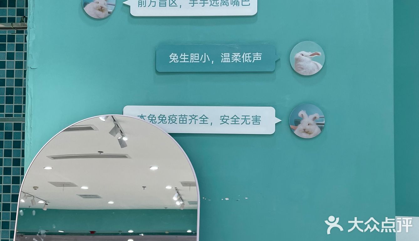 第一次见到这么大的🐰安哥拉兔/完全抱不动