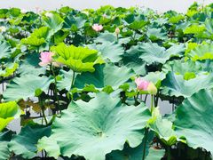 -荷塘月色湿地公园·向阳花洲