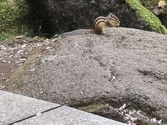 -汤旺河林海奇石景区