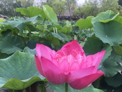 -莲花池公园