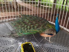 -星湖特色餐厅· 三岔湖环球融创天堂洲际酒店