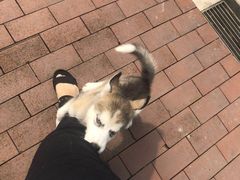 -翊宠yipet猫狗购宠庄园犬舍•猫舍