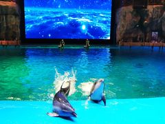 -芜湖新华联大白鲸海洋公园