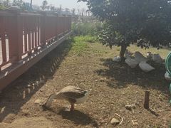 -芒洲湿地公园