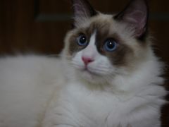 -喵zoo家庭繁育猫舍(尖东智能花园店)