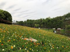 -大塘金香草谷