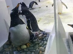 -芜湖新华联大白鲸海洋公园