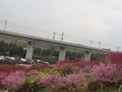 -秀丽东方
