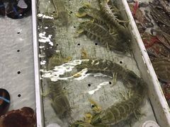 -大湾区中央湿地公园-十九涌