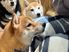 -逗柴咖啡屋·狗咖猫咖宠物桌游