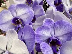 -荷兰花海