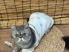 -楼上猫咖(罗湖店)