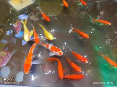 -汉巴味德(乐宾百货店)