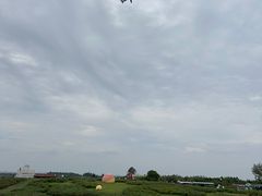 -空港花田景区