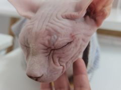 -团子家猫咪猫咖馆·柯基·柯尔鸭