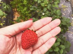 iphone_upload_pic-阿林有机农庄