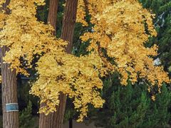 -苏州文庙(姑苏区)