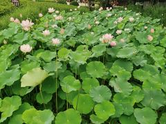 -金银湖国家城市湿地公园
