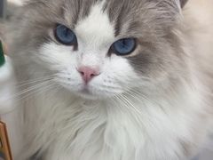 -四月宠物医院·猫专科·心脏专科·内科(转塘店)