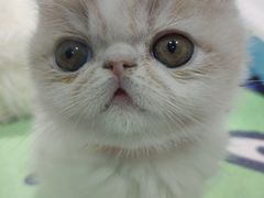 -糯米喵星人·撸猫猫舍咖啡馆(西市场嘉华店)