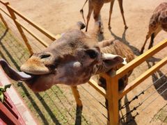 -西霞口神雕山野生动物世界