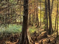 -溱湖国家湿地公园