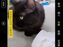 -藏猫猫咖啡主题馆(中央大道店)