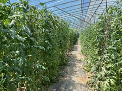 -庞各庄翠芳园西瓜蔬菜基地采摘园