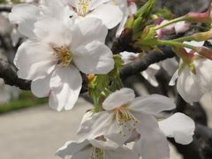 -高东镇樱花园