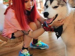 小霸王-Husky Go! 哈士奇体验馆·宠物咖啡厅狗咖