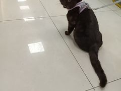 -北京观赏动物医院·24小时大型综合·猫专科·异宠专科