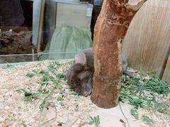 -藦茜花园宠物主题亲子互动体验馆(国顺东路店)