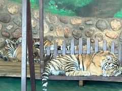 -横道河子东北虎林园