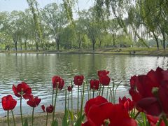 -石家庄市植物园