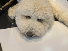 -Oh My Dog宠物沙龙(伊珊娜皮毛护理店)