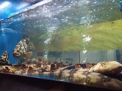 -至尊鲨鱼·原烹海鲜·新浙菜(拱宸桥店)