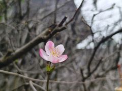 -峨眉山报国寺