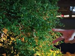 -观桥阁(锦溪店)