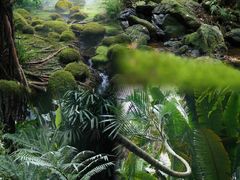 -深圳市中科院仙湖植物园
