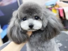 宁波诺比宠物美容日系精修-诺比宠物医院心脏内科·泌尿肾内外科·骨科急重症