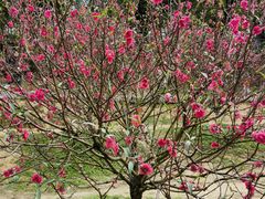 -南国桃园旅游度假区