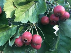 -意大利农场度假村